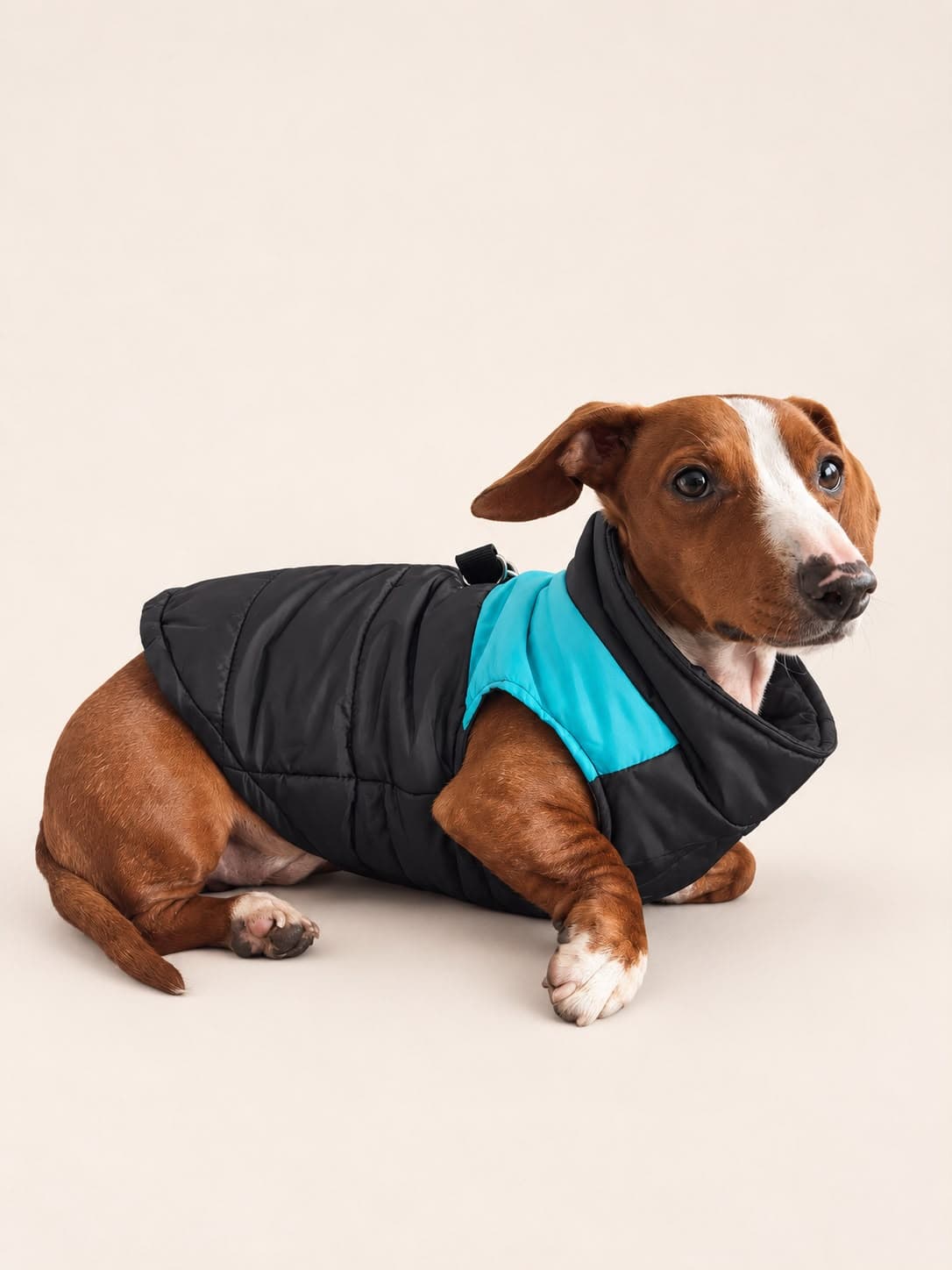 Perro con parka negra y turquesa