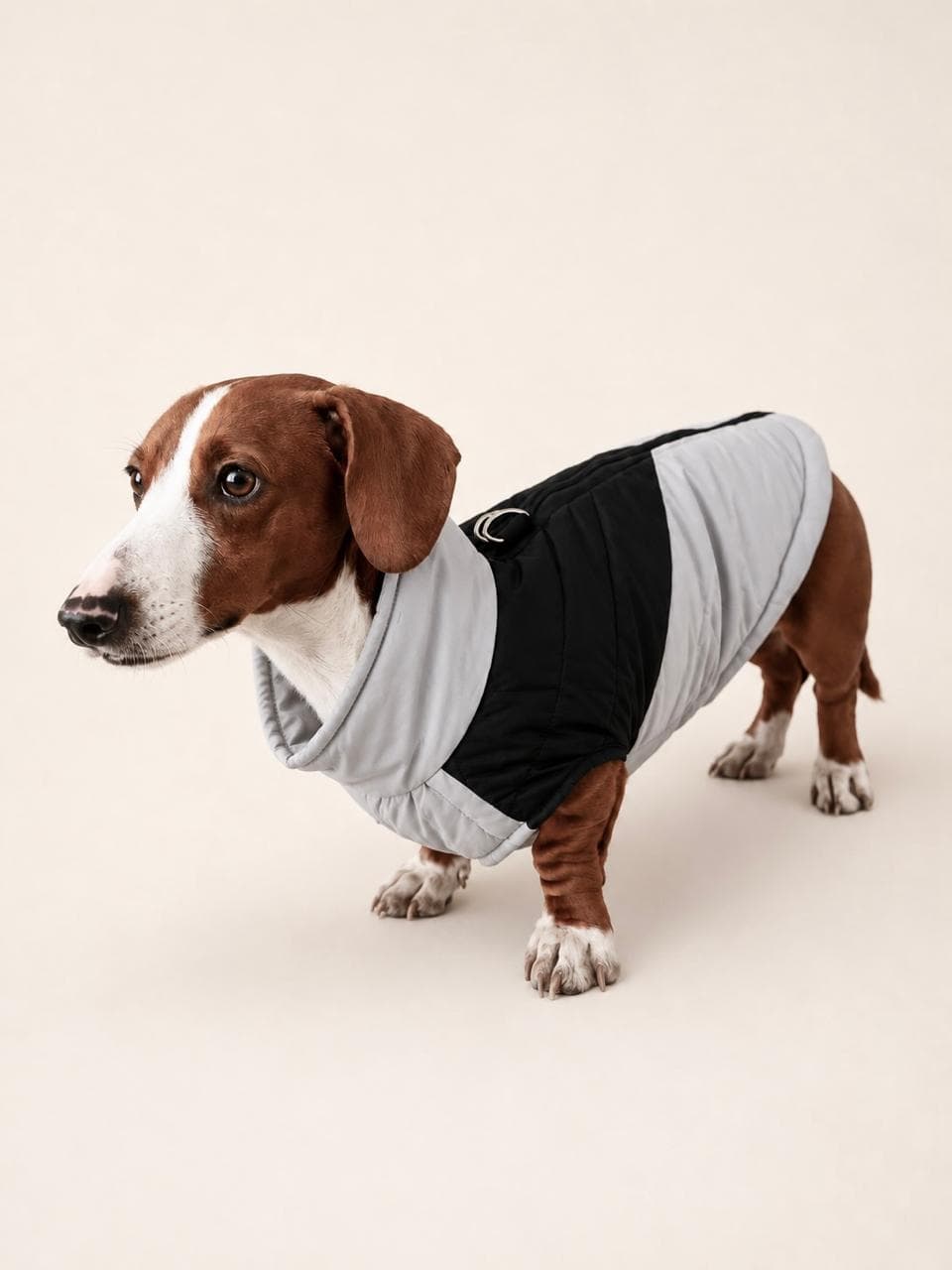 Perro usando la parka bicolor gris